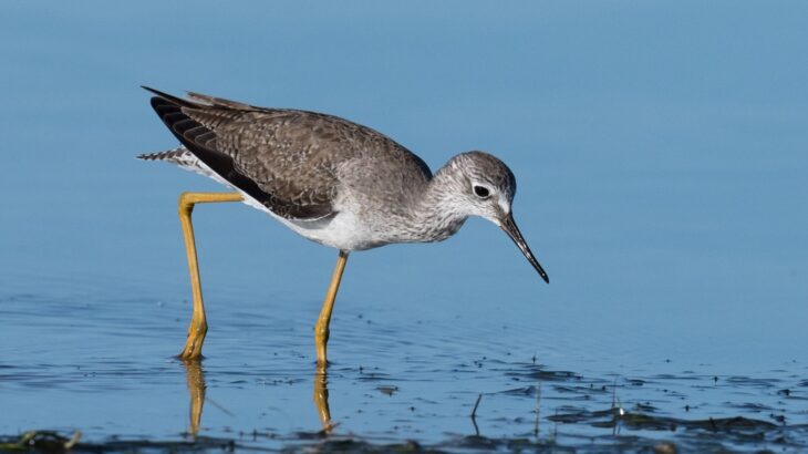Lesser YellowLegs Shorebird